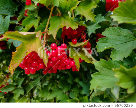 Red viburnum berries in the forest Red viburnum berries in the forest 96760289