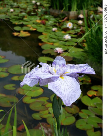 Shohinken Iris Garden Higo Iris Flower (Yatsushiro City, Kumamoto Prefecture) Shohinken Iris Garden Higo Iris Flower (Yatsushiro City, Kumamoto Prefecture) 96760669