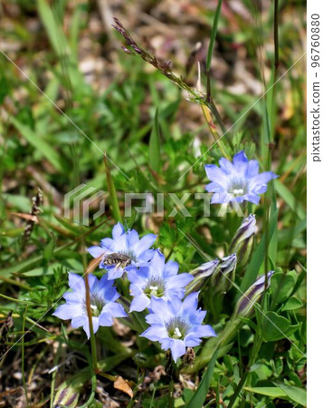 Gentiana thunbergii (Spring Rindou Gentiana thunbergii) (Mount Aso, Kumamoto Prefecture) Gentiana thunbergii (Spring Rindou Gentiana thunbergii) (Mount Aso, Kumamoto Prefecture) 96760880