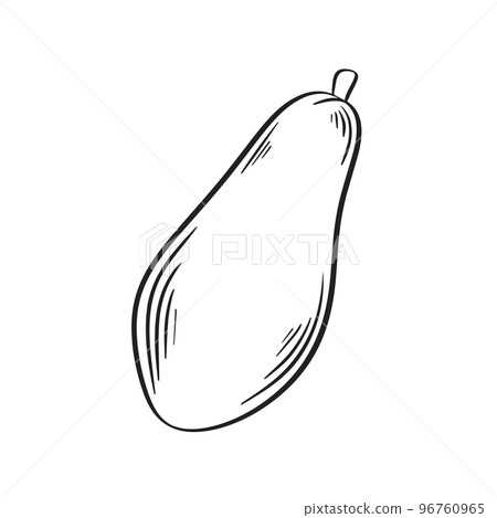 Papaya simple outline ink sketch 96760965