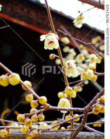 Plum blossoms blooming at Kitano Tenmangu Shrine in Kyoto 96761428