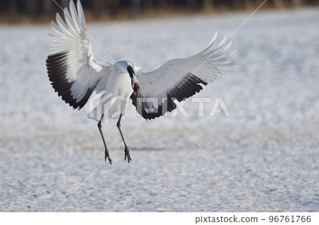 蔓越莓蔓延翅膀和著陸（北海道·Tsurui） 96761766