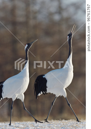 丹頂鶴歌唱（北海道） 96761767