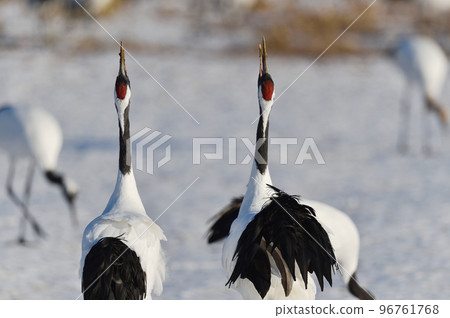 丹頂鶴歌唱（北海道） 96761768