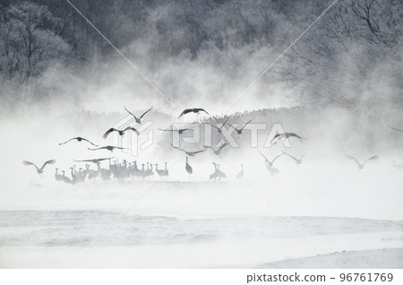 一群丹頂鶴從被霜覆蓋的樹木包圍的棲息地起飛（北海道鶴居） 96761769