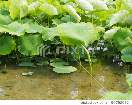 初夏的藕田 初夏的藕田 96762082