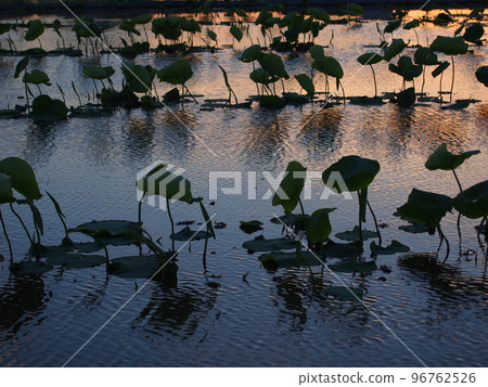 Lotus root field at dusk 96762526