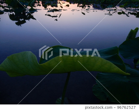 Lotus root field at dusk Lotus root field at dusk 96762527