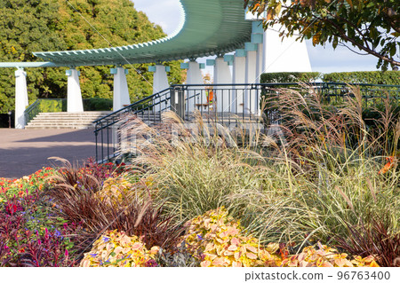 《Yokohama》Pampas grass in Hill Park with a view of the harbor 《Yokohama》Pampas grass in Hill Park with a view of the harbor 96763400