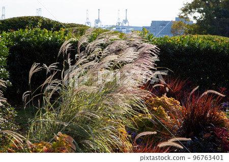 《Yokohama》Pampas grass in Hill Park with a view of the harbor 《Yokohama》Pampas grass in Hill Park with a view of the harbor 96763401