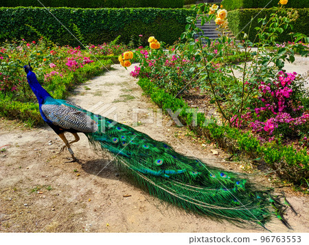 Peacock rosarium park Crystal Porto 96763553