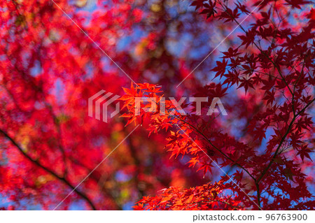 Koishikawa Korakuen 2022 (Autumn) Autumn leaves 2 Koishikawa Korakuen 2022 (Autumn) Autumn leaves 2 96763900