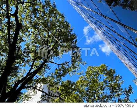 Cityscape: Rows of zelkova trees in summer, Aoba Ward, Sendai City Cityscape: Rows of zelkova trees in summer, Aoba Ward, Sendai City 96764599