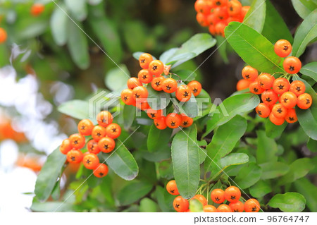Orange pyracanthas (pyracantha) fruit 96764747
