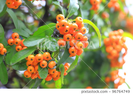 Orange pyracanthas (pyracantha) fruit Orange pyracanthas (pyracantha) fruit 96764749