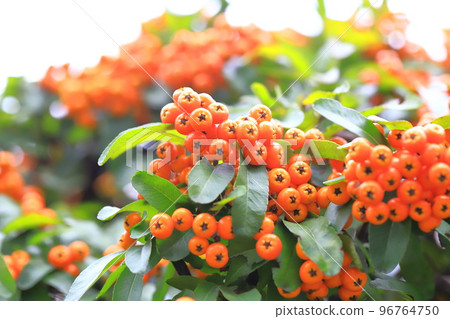 Orange pyracanthas (pyracantha) fruit Orange pyracanthas (pyracantha) fruit 96764750