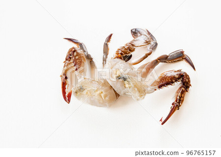 migratory crab on white background migratory crab on white background 96765157