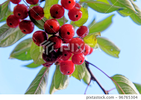 Red fruit on an ornament crab-apple tree Red fruit on an ornament crab-apple tree 96765304