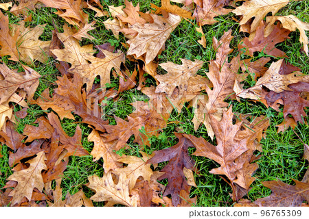 English autumn landscape in Wales English autumn landscape in Wales 96765309