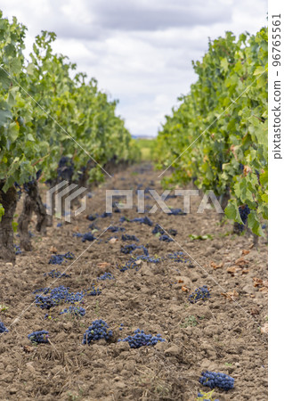 Reduction of ripening grapes to produce highest quality wines in Bordeaux, France Reduction of ripening grapes to produce highest quality wines in Bordeaux, France 96765561