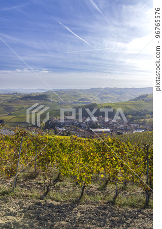 autumnal vineyards near Barolo, Piedmont, Italy 96765576