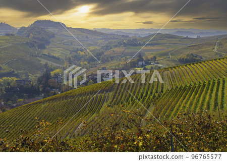 autumnal vineyards, Piedmont, Italy 96765577