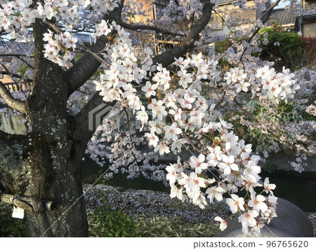 Sakura in spring Sakura in spring 96765620