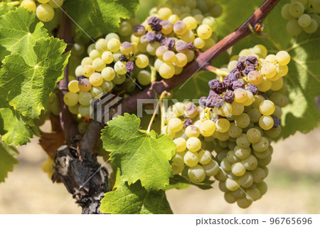 Typical grapes with botrytis cinerea for sweet wines, Sauternes, Bordeaux, Aquitaine, France Typical grapes with botrytis cinerea for sweet wines, Sauternes, Bordeaux, Aquitaine, France 96765696