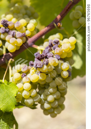 Typical grapes with botrytis cinerea for sweet wines, Sauternes, Bordeaux, Aquitaine, France Typical grapes with botrytis cinerea for sweet wines, Sauternes, Bordeaux, Aquitaine, France 96765698