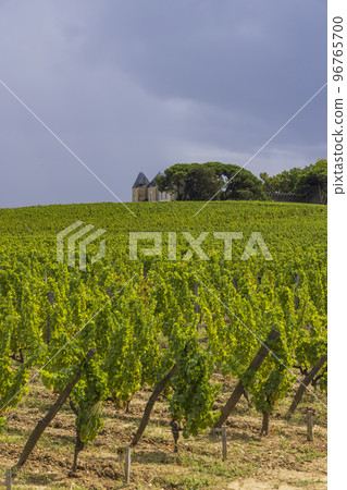 Typical vineyards near Chateau d Yquem, Sauternes, Bordeaux, Aquitaine, France Typical vineyards near Chateau d Yquem, Sauternes, Bordeaux, Aquitaine, France 96765700