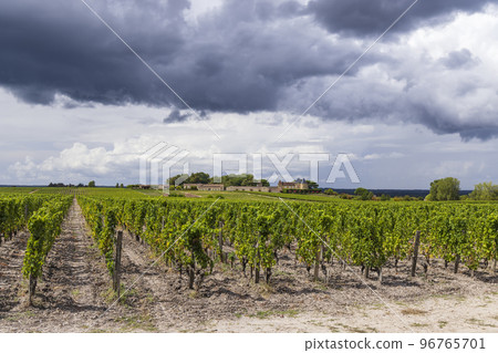 Typical vineyards near Chateau d Yquem, Sauternes, Bordeaux, Aquitaine, France 96765701