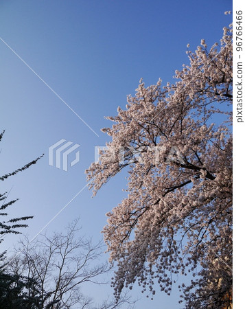 Sakura pink, blue sky blue 96766466