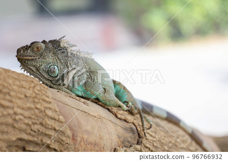 close up Iguana on dry wood 96766932