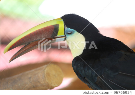 The toco toucan bird on the wood The toco toucan bird on the wood 96766934