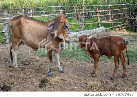 two cows in a farm at cowshed in the countryside on agriculture livestock farm 96767455