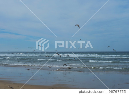 View of empty beach with pebble stones, ocean waves and flying of seagulls at wild Rota Vicentina coast near Porto Covo, Portugal. 96767755