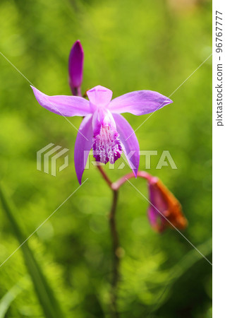 pretty purple orchid pretty purple orchid 96767777