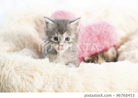 Maine coon kitten with tongue out 96768453
