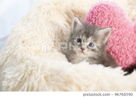 緬因貓小貓從蓬鬆的床上伸出來 96768590