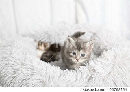 緬因貓小貓在蓬鬆的床上 96768764