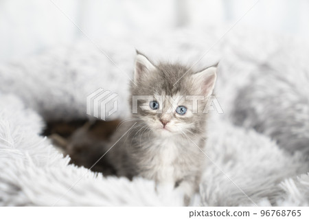 Maine coon kitten in a fluffy bed 96768765