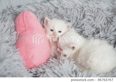 Two Maine Coon kittens in a gray bed 96768767