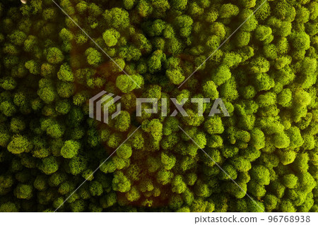 round picture of green decorative moss with LED lighting on the wall. round picture of green decorative moss with LED lighting on the wall. 96768938