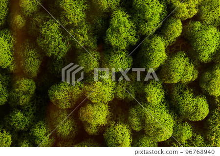round picture of green decorative moss with LED lighting on the wall. 96768940