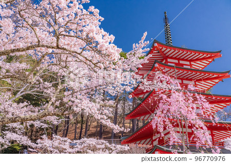 “山梨縣”五層寶塔和櫻花盛開，春天的新倉山淺間公園 96770976