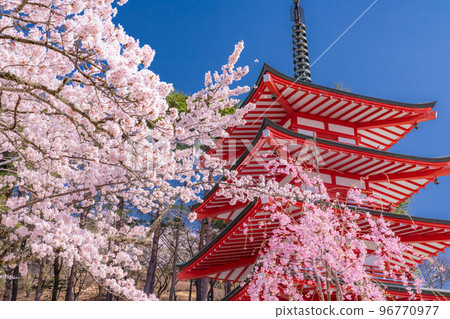“山梨縣”五層寶塔和櫻花盛開，春天的新倉山淺間公園 96770977