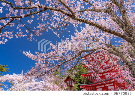 “山梨縣”五層寶塔和櫻花盛開，春天的新倉山淺間公園 96770985