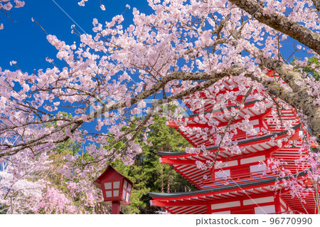 "Yamanashi Prefecture" Five-storied pagoda and cherry blossoms in full bloom, Arakurayama Sengen Park in spring "Yamanashi Prefecture" Five-storied pagoda and cherry blossoms in full bloom, Arakurayama Sengen Park in spring 96770990