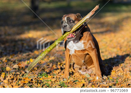 Portrait of a dog, boxer breed, with a stick in his teeth. 96771069