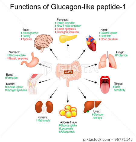 GLP-1. Functions of Glucagon-like peptide-1 GLP-1. Functions of Glucagon-like peptide-1 96771143